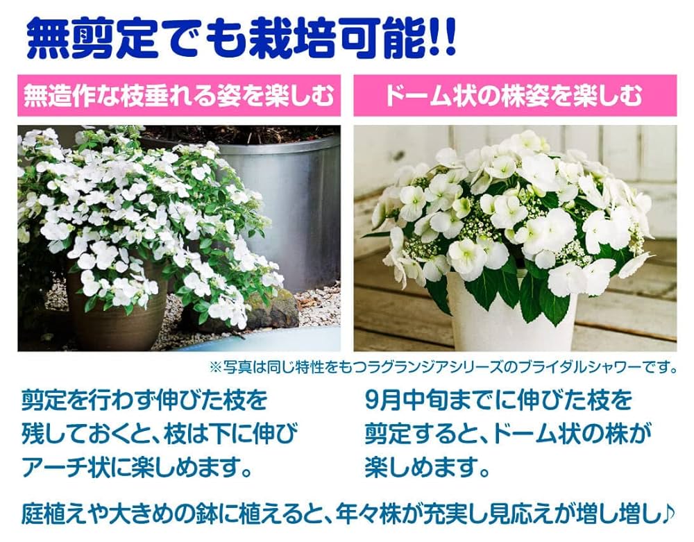 欄&空さま　輸入アジサイ苗 輸入アジサイ 苗 ロイヤル グランドール クラシック - メルカリ